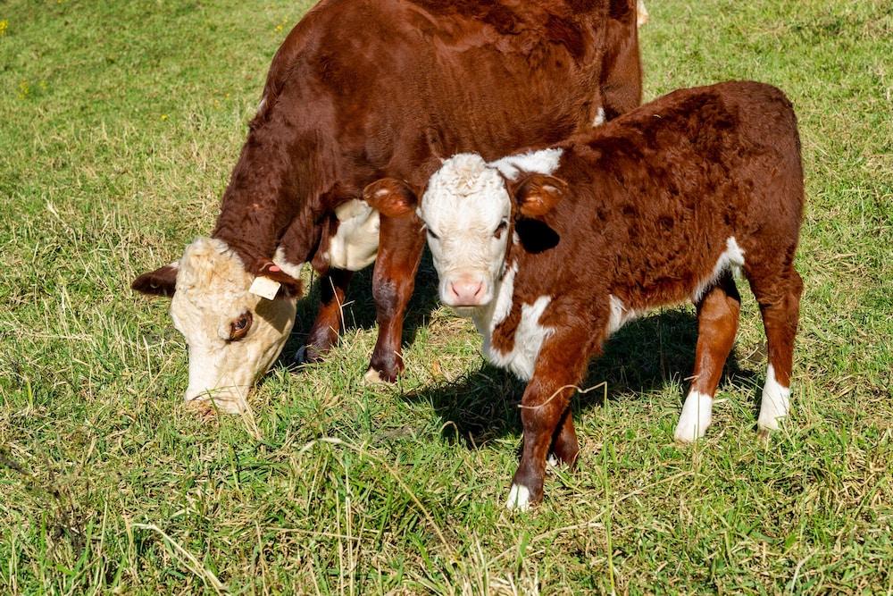 ليلي فيو كوتيدج - روبرتسون المنطقة المحيطة بالمنشأة