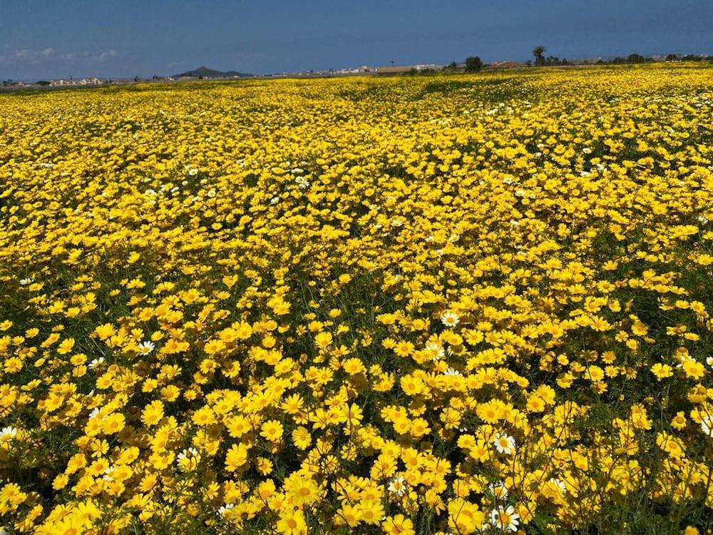 أوتشتاندينج 2 بد أبارتمنت ويذ روف توب سي فيوز تفاصيل الفندق من الداخل