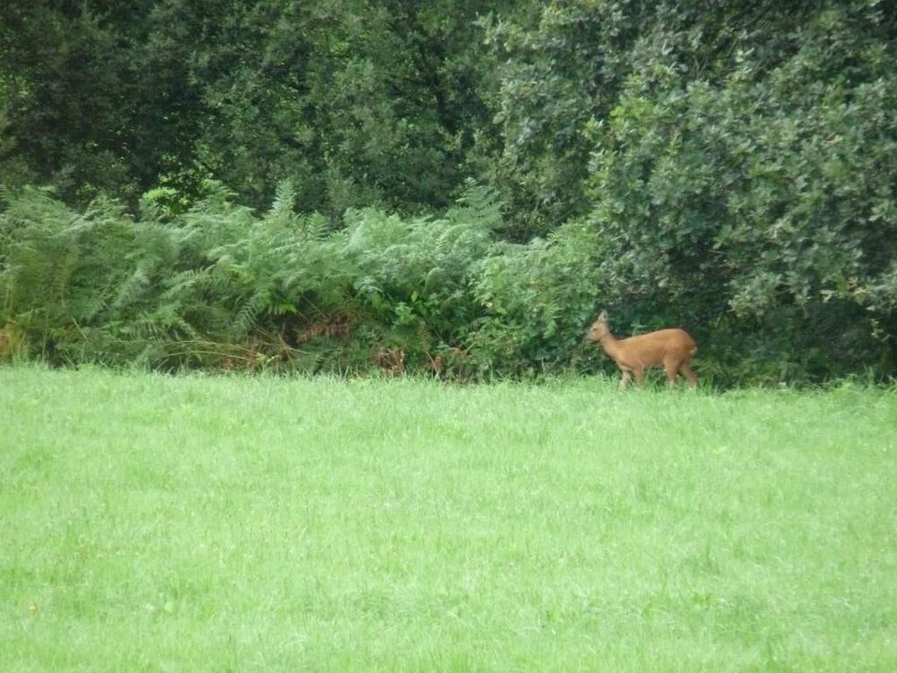 شامبر دوت لا كليف ديه شومب المنطقة الخارجية