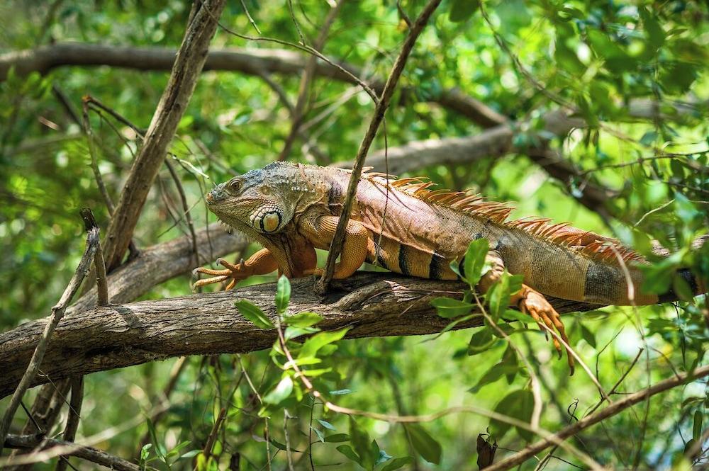 جنجالا بارك هوتل آت فيدانتاوورلد ريفييرا مايا المنطقة المحيطة بالمنشأة
