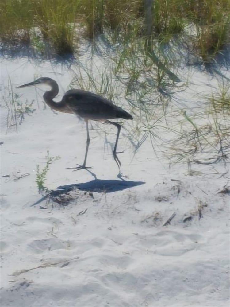 جولف شور كوندو نمبر 713 1 بد روم 1 باث روم كوندو المنطقة المحيطة بالمنشأة