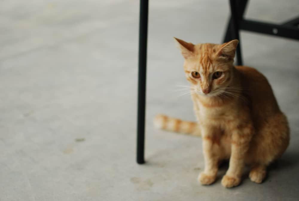 بان تروك بد روم ستوديو مايكاو منطقة الاستقبال