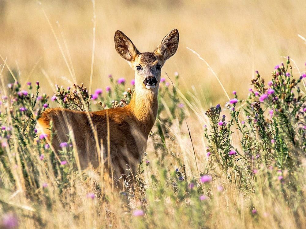 4 بيرسون هوليداي هوم إن أربوجا باي تراوم المنطقة الخارجية