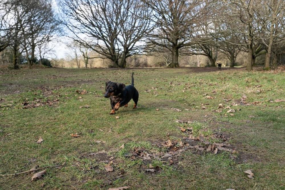 Chickens, Local Pubs and Country Walks! Property Grounds