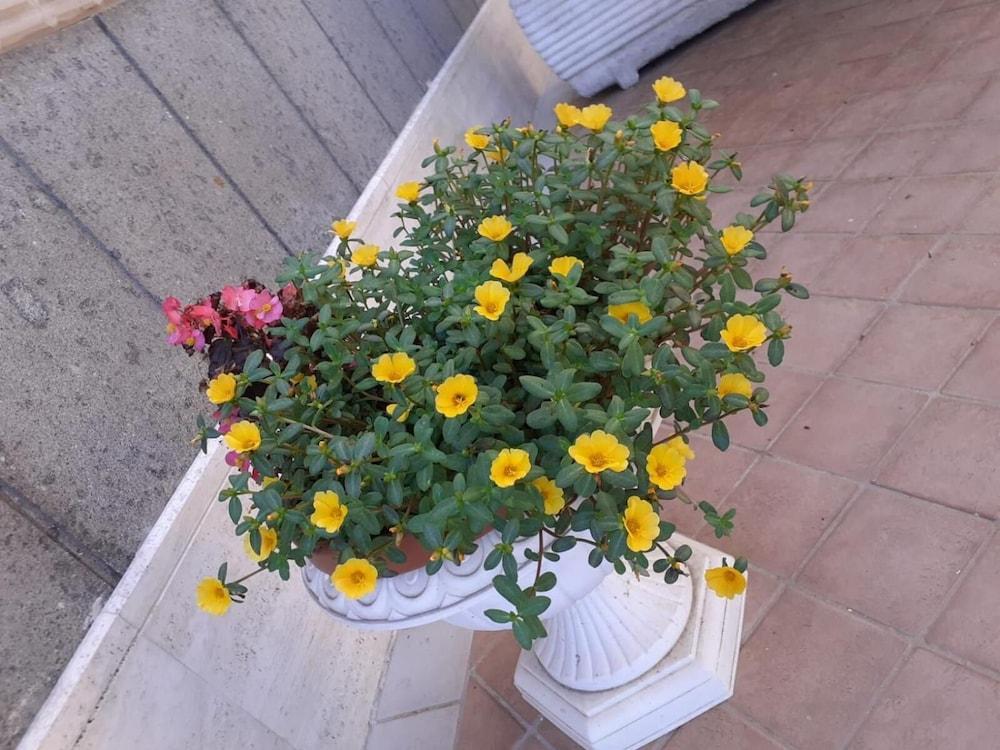 هوتل فليمينغ المنطقة المحيطة بالمنشأة