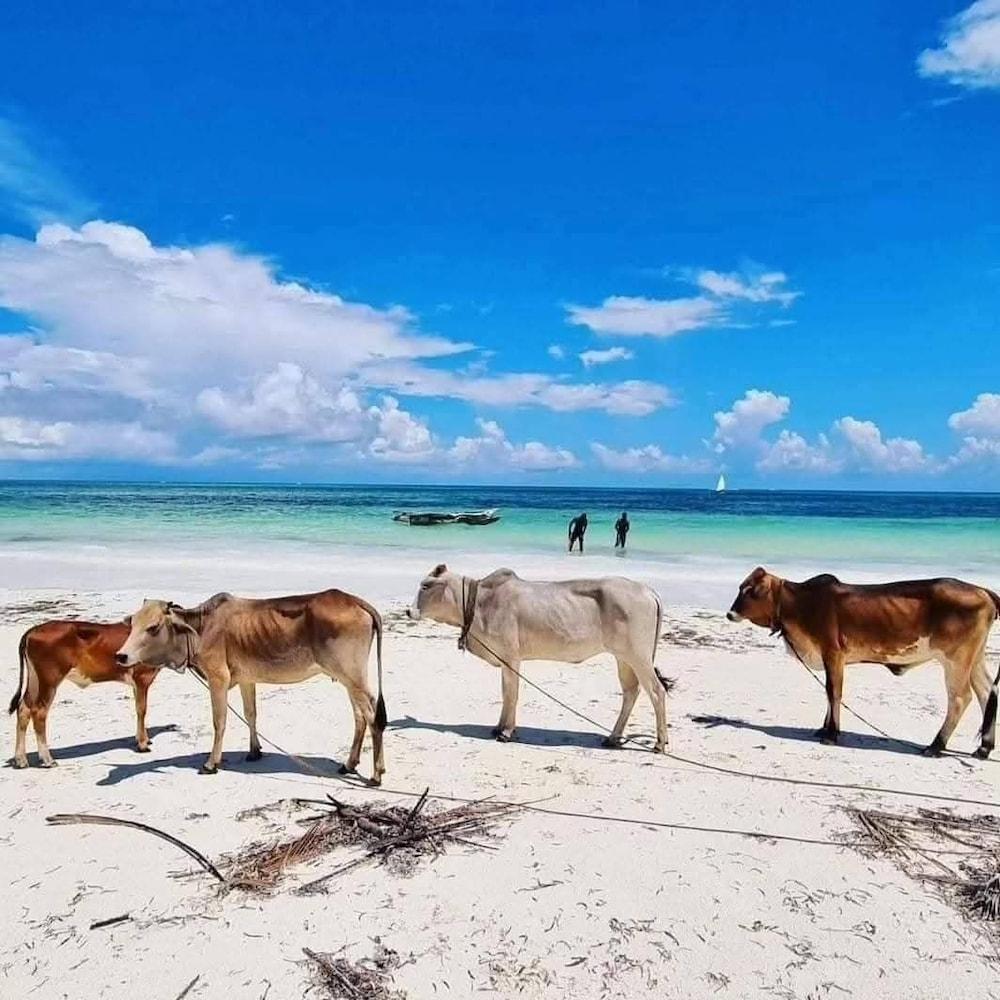 سيبانو بيتش لودج كيوينغوا المنطقة الخارجية