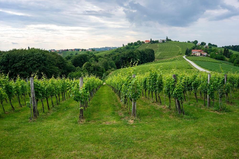 ليدي بج هاوس ويذ ويرلبول المنطقة الخارجية