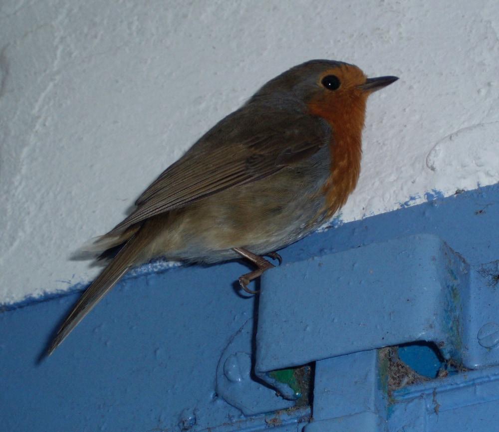 بد آند بريكفاست مولو دو كورنوفيس كالم أكويو المنطقة الخارجية