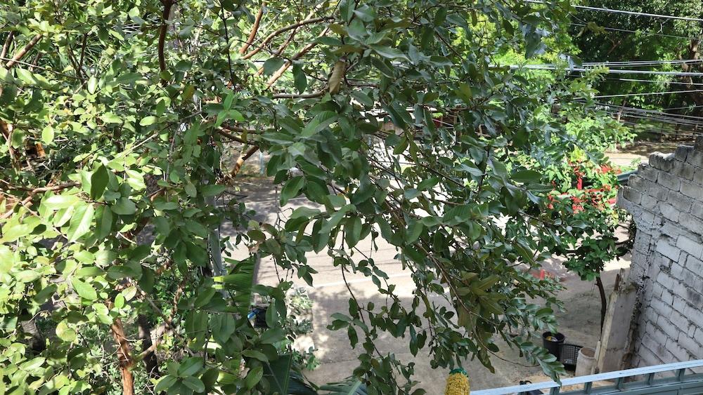 Guilly's Place Property Grounds