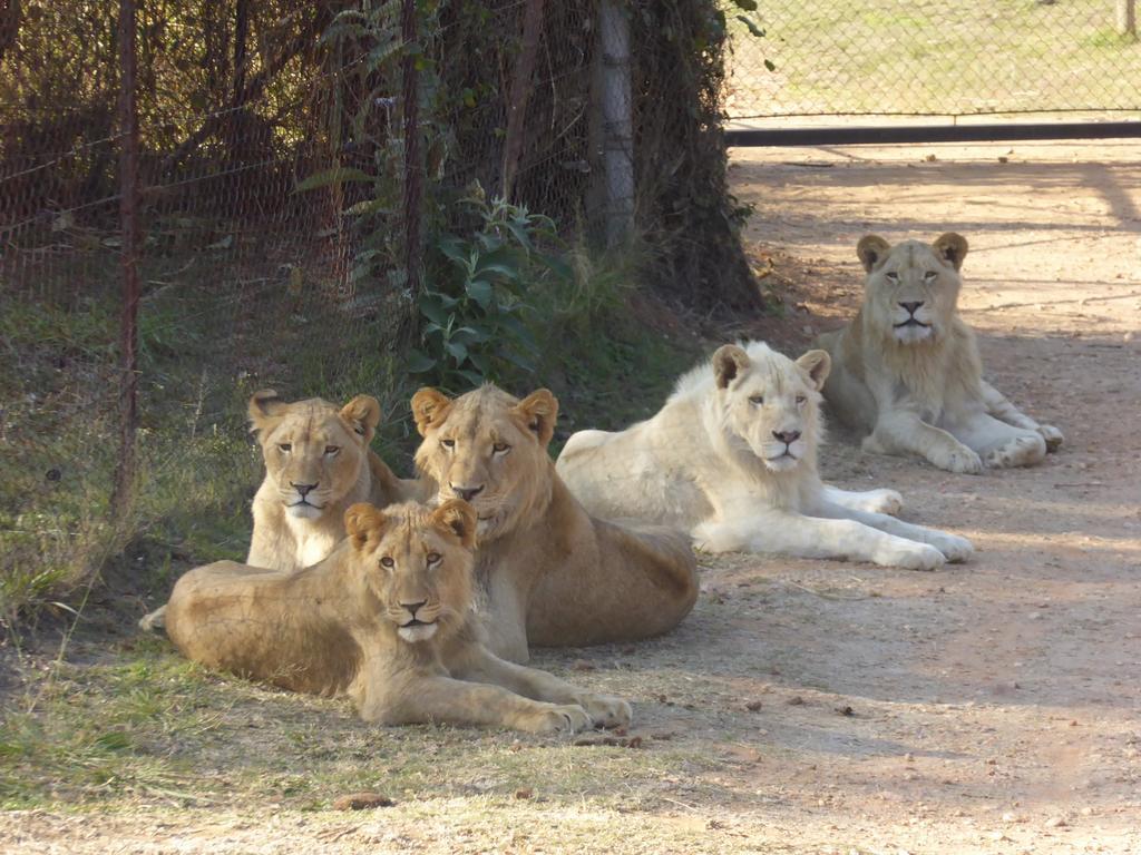فندق راديسون بلو ساندتون، جوهانسبرغ أخرى