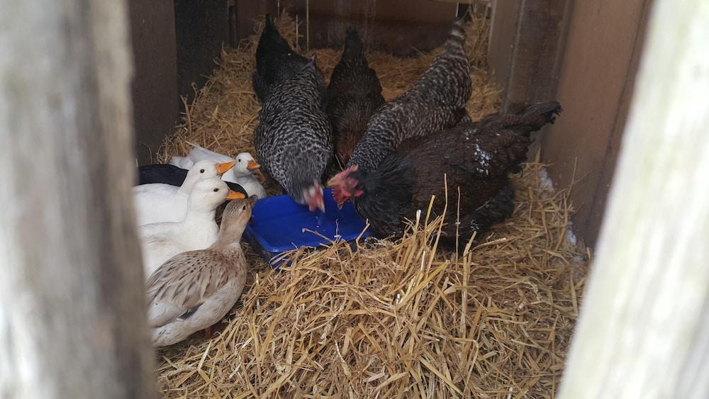 بورتون جرانج فارم هاوس بي آند بي المنطقة المحيطة بالمنشأة