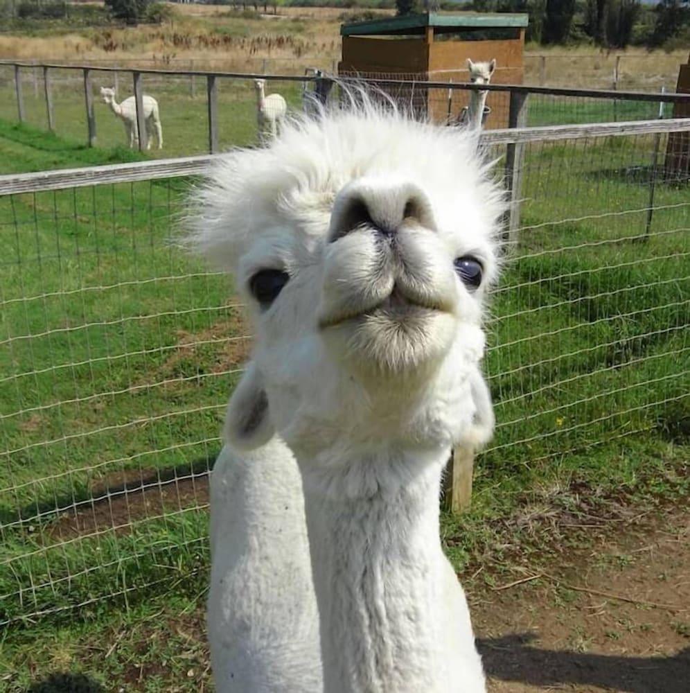 واين سويت آت ريليك هاوس واينري آند ألباكا فارم المنطقة المحيطة بالمنشأة