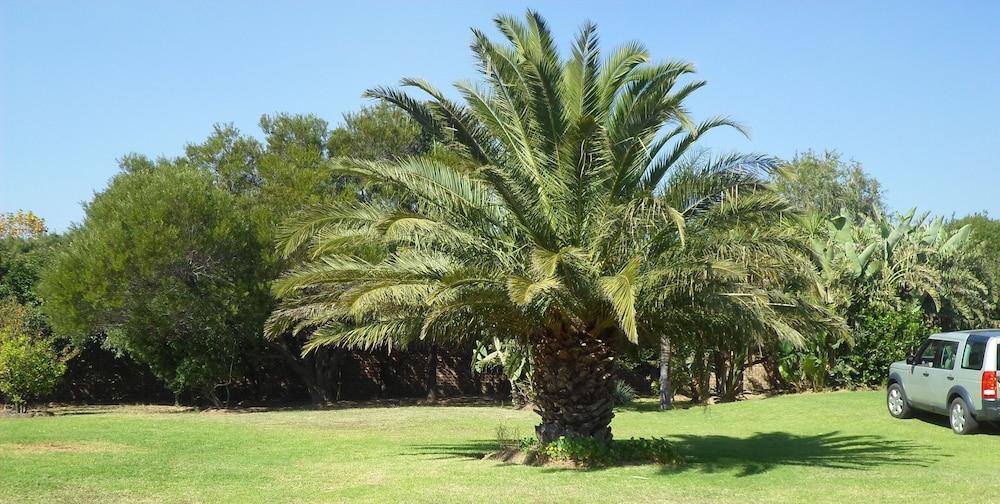 سيرين باستورز