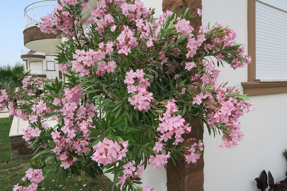 جرين جولف فيلاز بيليك تفاصيل الفندق من الخارج