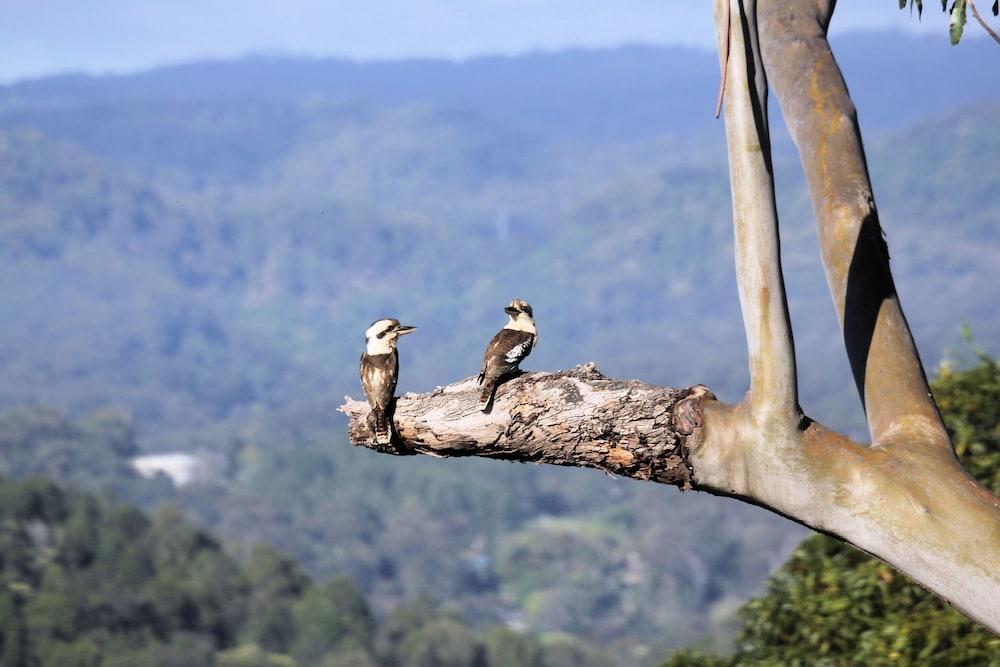 فينيكس يوموندي بيد آند بريكفاست المنطقة المحيطة بالمنشأة