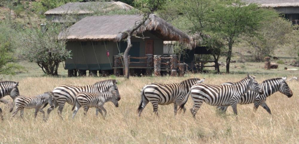 جروميتي ميجريشن كامب