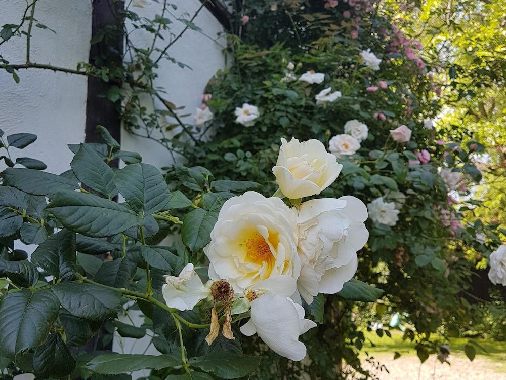 روسينديل كوتيدج