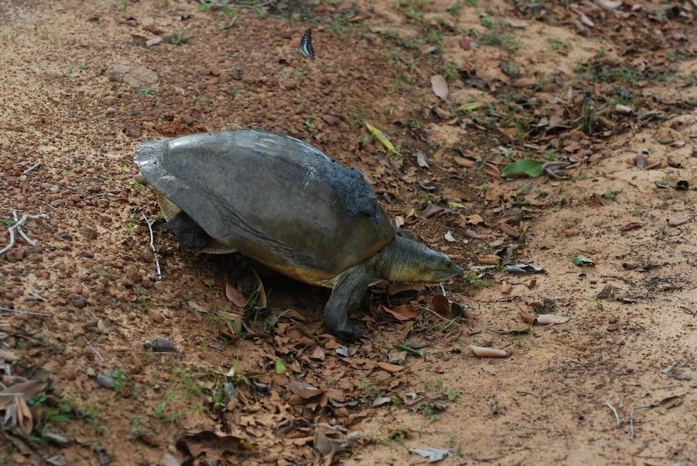 إل إل توريست إن أند سافاري جيبز المنطقة المحيطة بالمنشأة