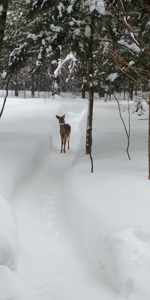 لي جاردان دو لاشيلي ميلفي المنطقة الخارجية