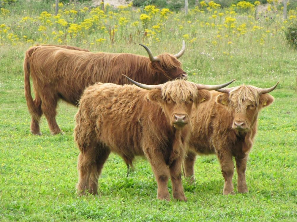 هوليداي هوم إن دي كوج نير ذا سي المنطقة الخارجية