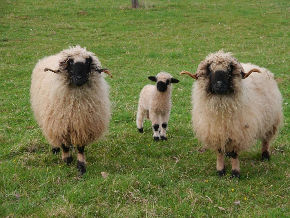 بليسفول هوليداي هوم إن\باتنبيرج ويذ فينسيد جاردن المنطقة الخارجية