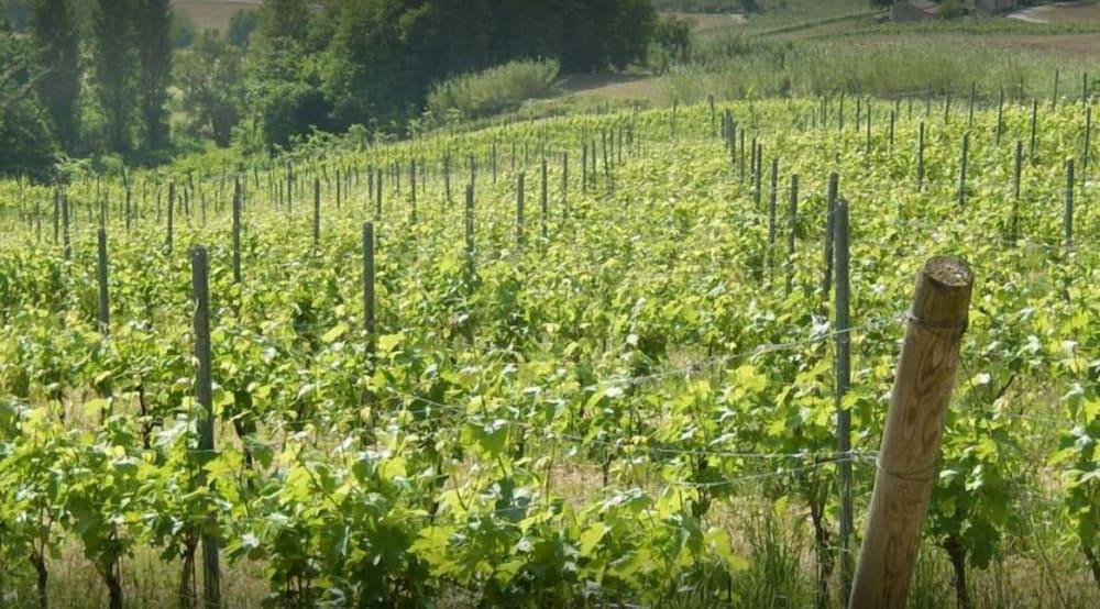 Vigna della Ripa Others