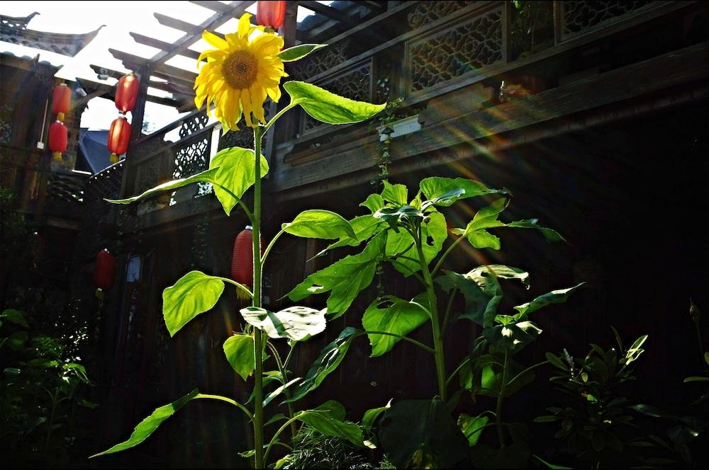 بايشا هوليداي ريزورت ليجيانج ملعب رياضي