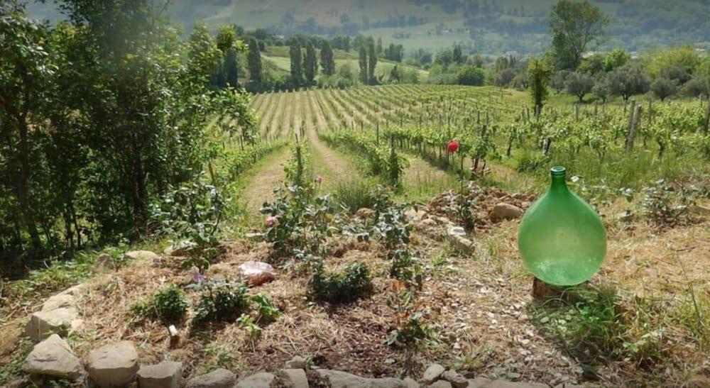 Vigna della Ripa Others