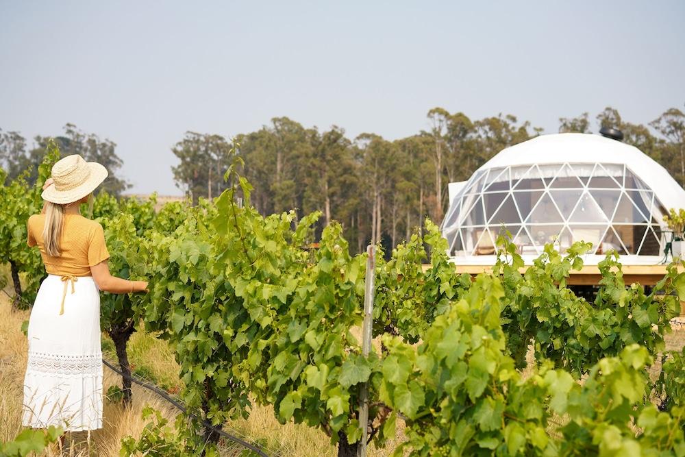 Domescapes in the Vines Exterior