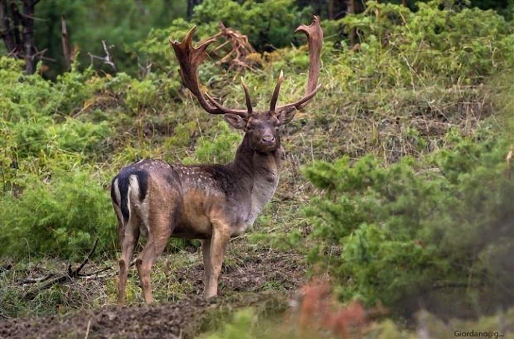 بد آند بريكفاست لا كازا بيانكا دي بورتو كونتي المنطقة الخارجية