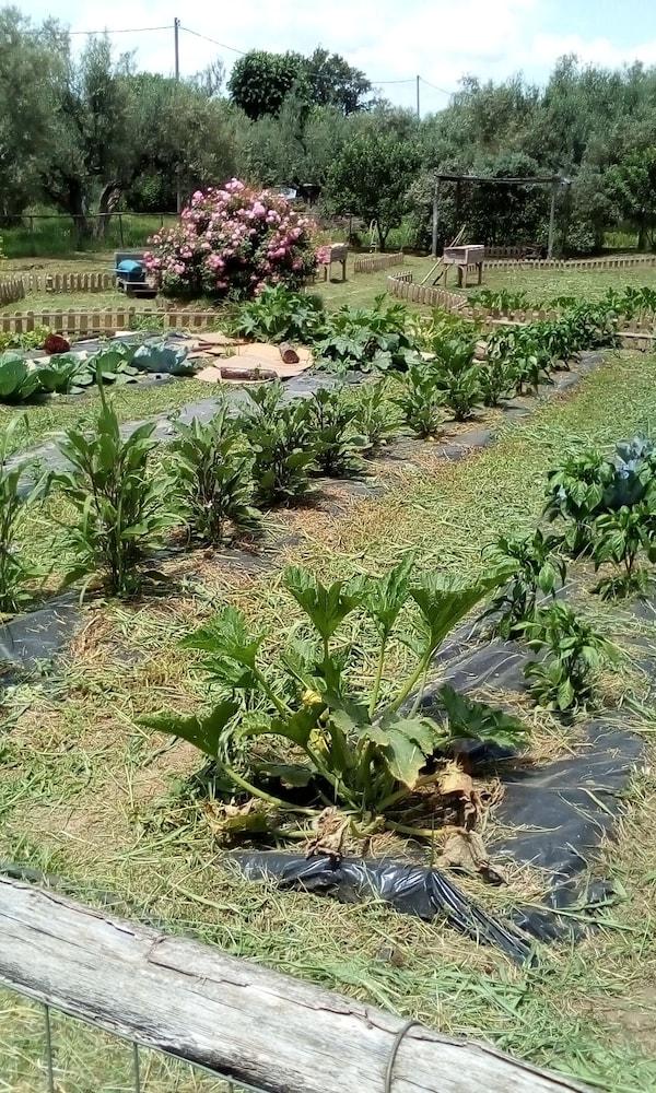 أتسييندا أجريكولا بيولوجيكا بيترنيانوم المنطقة المحيطة بالمنشأة