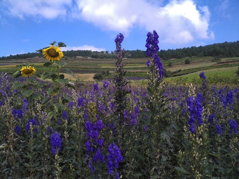 تسينجبو ليجيانج بايشا ريتريت المنطقة المحيطة بالمنشأة