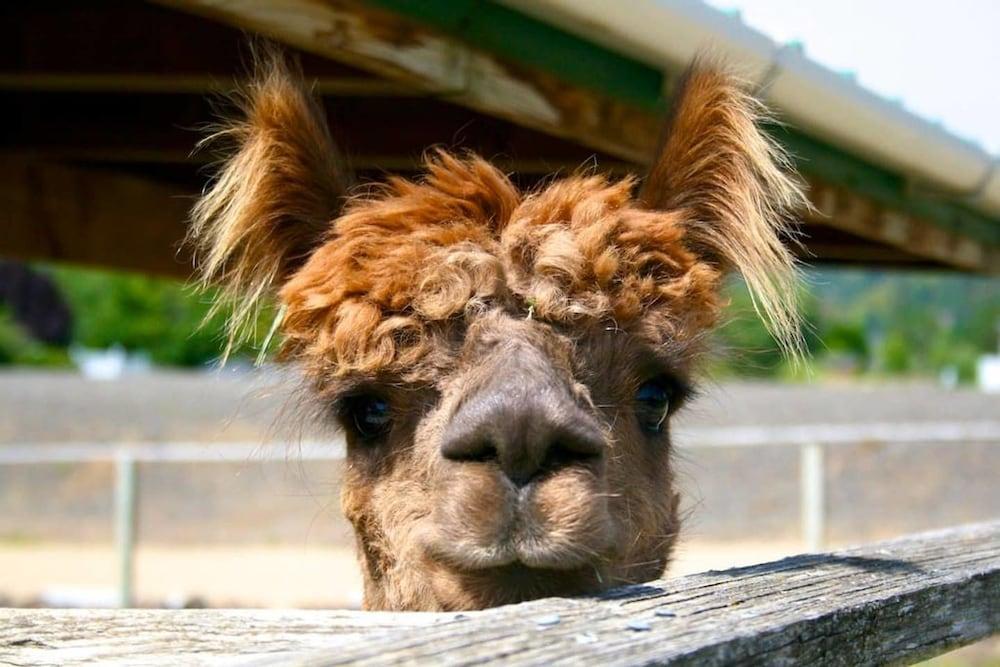 واين سويت آت ريليك هاوس واينري آند ألباكا فارم المنطقة المحيطة بالمنشأة