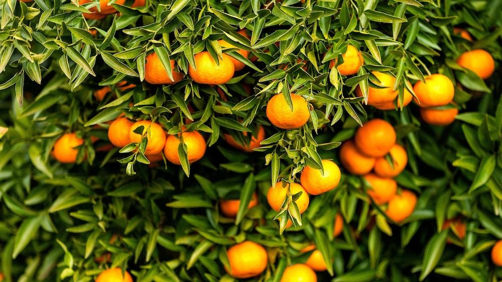 دورو بالاس هوتل ريزورت آند سبا المنطقة الخارجية