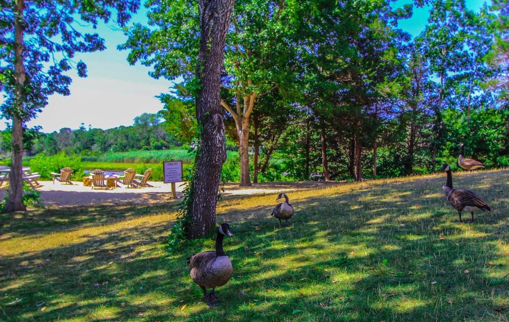 ذا كوف آت يارموث باي في آر آي أميريكاز المنطقة المحيطة بالمنشأة