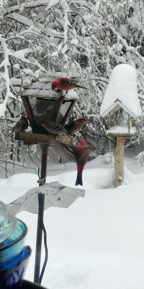لي جاردان دو لاشيلي ميلفي المنطقة الخارجية