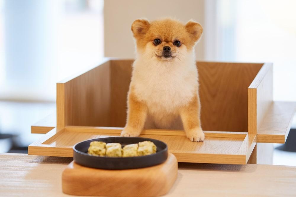 SONO PET CLUBS & RESORTS SonoCalm Goyang