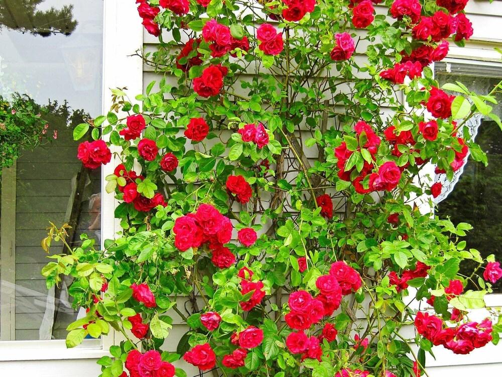 5 بيرسون هوليداي هوم إن فاجرفيل المنطقة المحيطة بالمنشأة