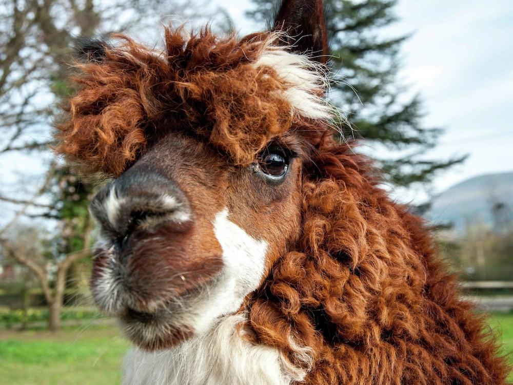 بيوتيفول هوليداي هوم إن جيلويرن ساوث ويلس ويذ جاردن المنطقة الخارجية