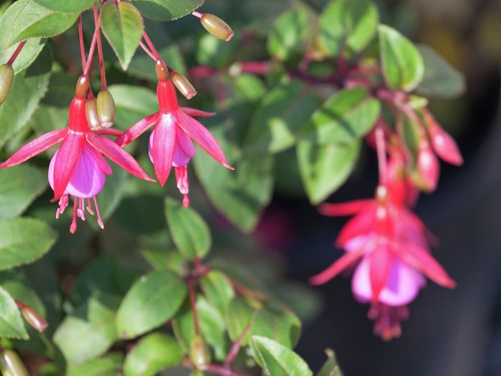 بريتي هوليداي هوم إن نيوستادت آم رينستيج ني ر سكاي أريا المنطقة المحيطة بالمنشأة