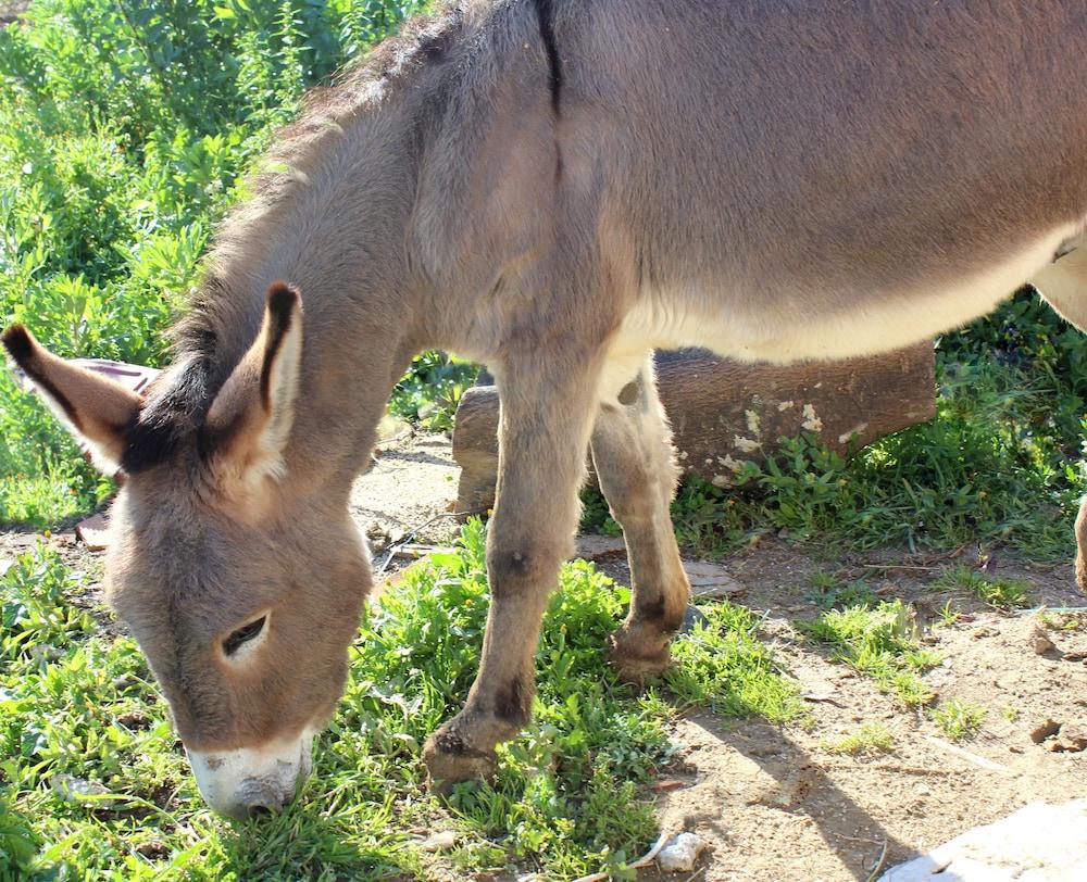 أجريتوريزمو لا كازا دي باتشو المنطقة الخارجية