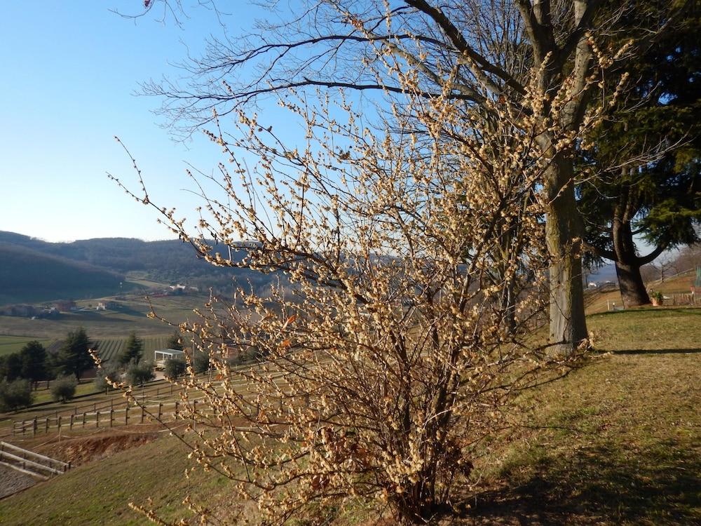 بد آند بريكفاست باجليا إي فيينو أخرى