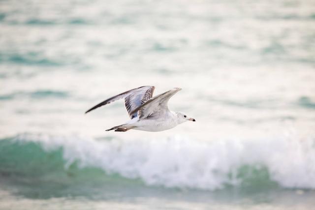 ماهوجاني رن كوندو