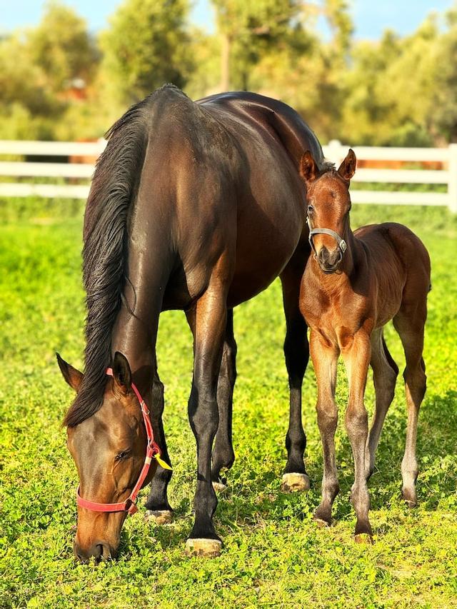 إميرسوي هاراسي