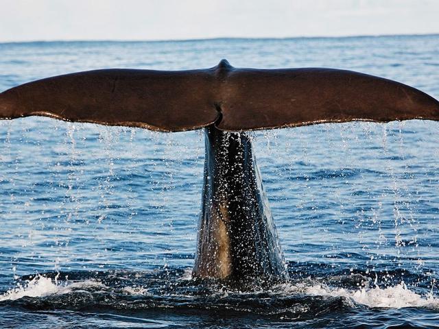 5 بيرسون هوليداي هوم إن ميلبو-باي تراوم